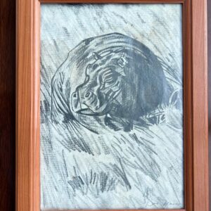 Impressive Artwork, Black And White Hippopotamus Pencil Drawing