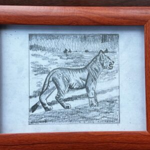 Tanzania Wildlife, Lioness Black And White Pencil Drawing