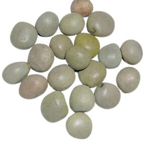 Grey Niker beans (Caesalpinia bonduc) or 64 seeds For Bao Game
